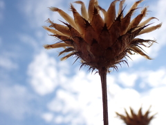 Centaurea scabiosa scabiosa
