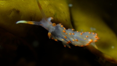 Austraeolis stearnsi