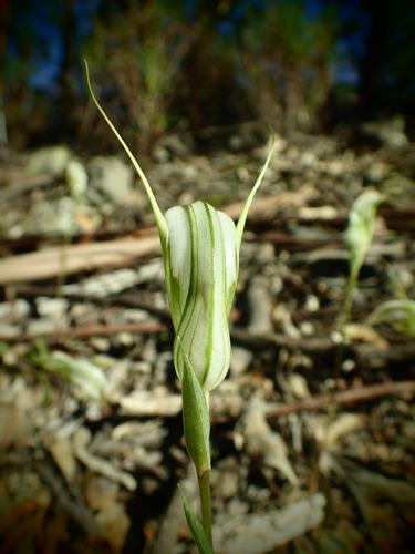 Image of Dainty Greenhood (Pterostylis reflexa) by (c) ronavery, some rights reserved (CC BY)