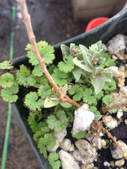 Hydrocotyle moschata
