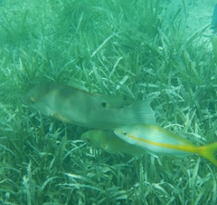 Lachnolaimus maximus