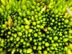 Ptychostomum elegans