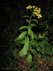 Senecio bayonnensis