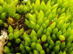 Ptychostomum elegans