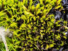 Tortella inclinata