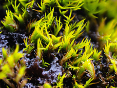 Tortella inclinata