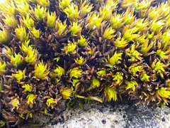 Tortella inclinata