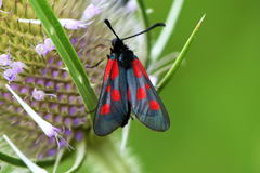Zygaena cynarae