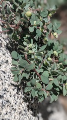 Symphoricarpos rotundifolius parishii