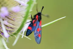 Zygaena cynarae