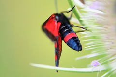 Zygaena cynarae
