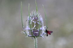 Zygaena cynarae