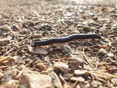 Archispirostreptus syriacus