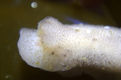 Atagema alba