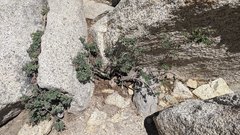 Symphoricarpos rotundifolius parishii