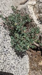 Symphoricarpos rotundifolius parishii