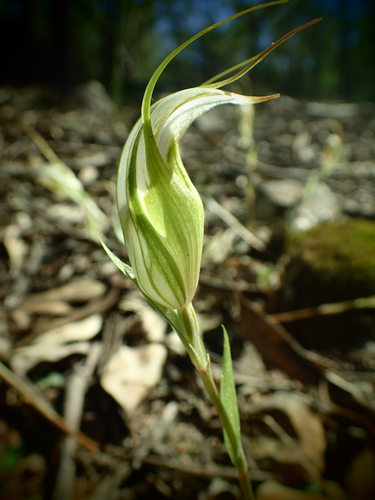 Image of Pterostylis reflexa by (c) ronavery, some rights reserved (CC BY)