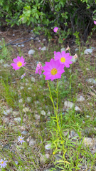 Sabatia kennedyana