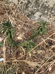 Austrocylindropuntia