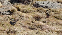 Prunella modularis mabbotti