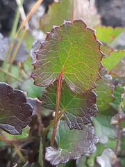 Centella eriantha