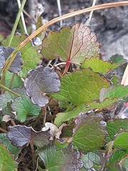 Centella eriantha