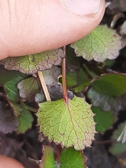 Centella eriantha