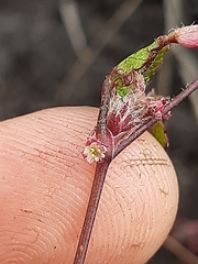 Centella eriantha
