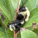 Bombus flavidus appalachiensis - Photo (c) florriefunk, some rights reserved (CC BY-NC)
