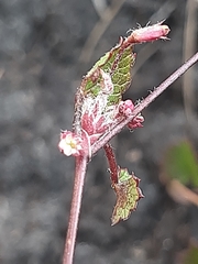 Centella eriantha