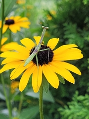 Stagmomantis carolina