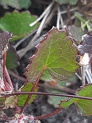 Centella eriantha