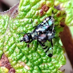 Rivellia syngenesiae