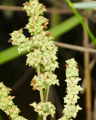 Amamastla (Rumex chrysocarpos)