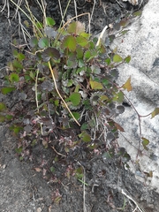Centella eriantha