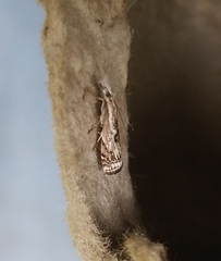 Microcrambus kimballi