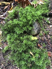 Leucolepis