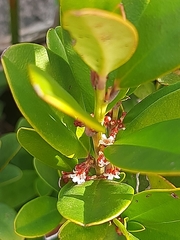Cassine parvifolia