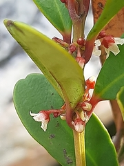 Cassine parvifolia