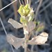 photo of Saw-toothed Goldenbush (Hazardia squarrosa)