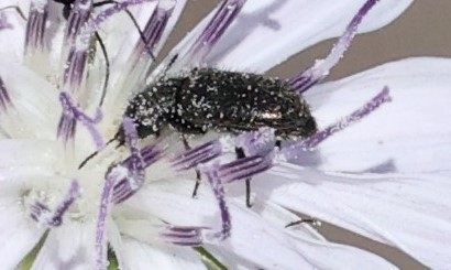 photo of Soft-winged Flower Beetles (Melyridae)