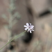 photo of San Diego Wirelettuce (Stephanomeria diegensis)