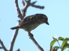 Pogoniulus pusillus