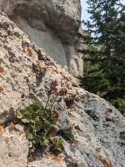 Telesonix heucheriformis