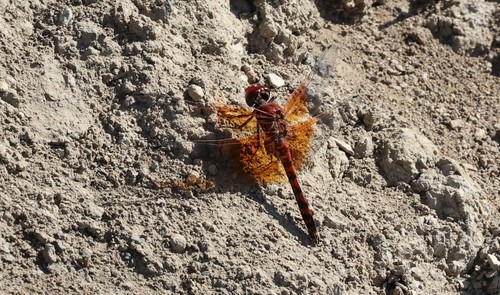 photo of Red Rock Skimmer (Paltothemis lineatipes)