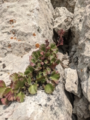 Telesonix heucheriformis