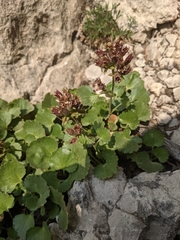 Telesonix heucheriformis