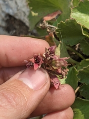 Telesonix heucheriformis