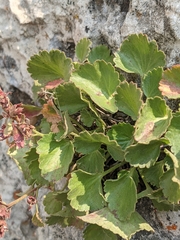 Telesonix heucheriformis