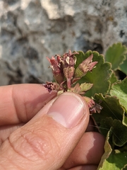 Telesonix heucheriformis